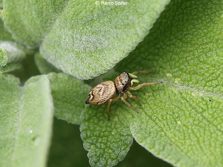 Ancora Heliophanus tribulosus ?